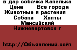 в дар собачка Капелька › Цена ­ 1 - Все города Животные и растения » Собаки   . Ханты-Мансийский,Нижневартовск г.